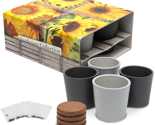 4 pots en céramique, des tournesols